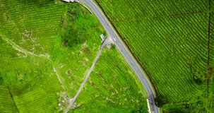 Video footage of aerial view of highway on the green tea plantation at Subang highland, West Java - Indonesia. Professional shot in 4K resolution