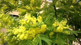 The fluffy Mimosa tree blooms in the spring. International women's day. Sunny yellow mimosa.