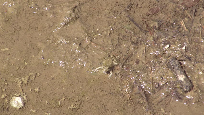 Mud frog nicely camouflaged.
