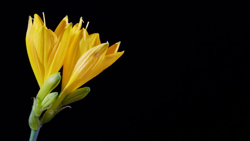 timelapse of yellow lily flowering 