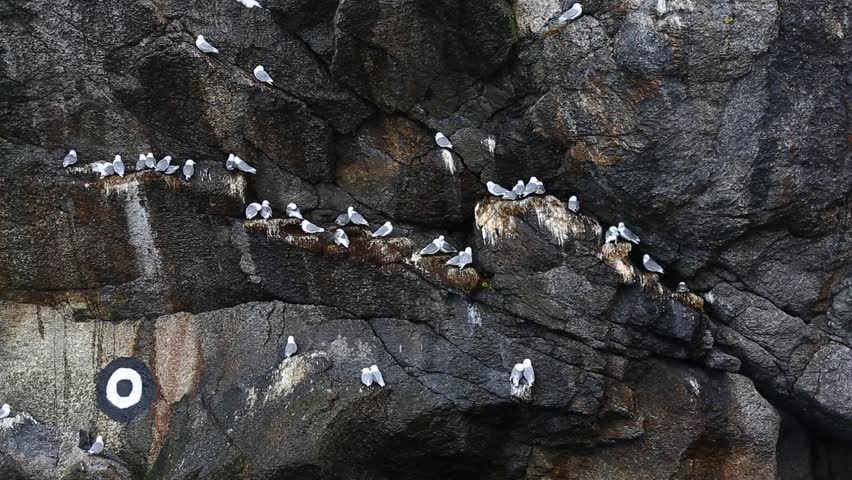 Nesting gulls in the rocks of the Lofoten islands