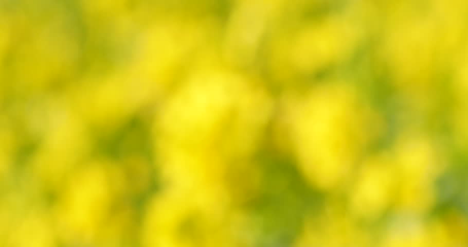 Defocused blurr of yellow flower field for abstract design
