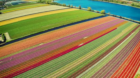 Aerial view of tulips field at sunny spring day. Nature background. Full HD, 1080p