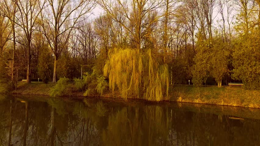Lake with willow tree at sunset
