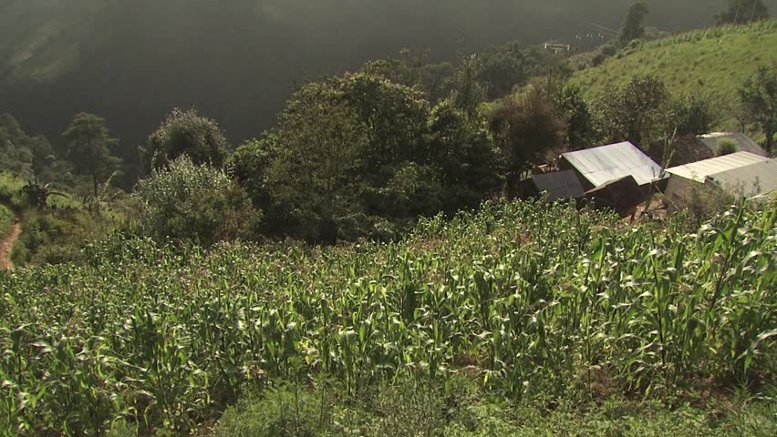 Hilltop View of Corn Crops And Home