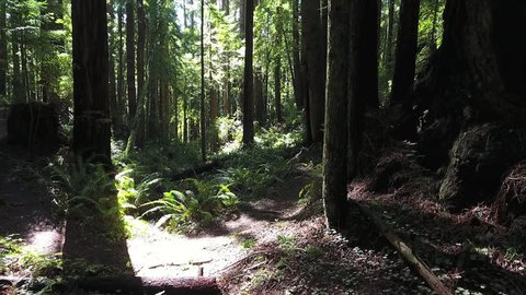 Slow movement through the redwood forest of Northern California...camera moves forward across ferns and through trees, making a slow "S" curve through patches of sunlight