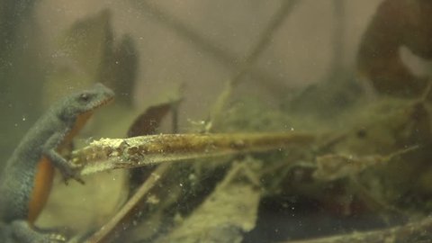 Alpine newt in a pond 