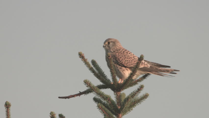 kestrel on a tree 