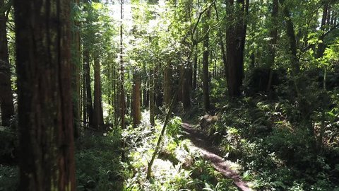 Track back from sun flare to forest of ferns and redwoods in Northern California...camera moves backwards along part of a walking trail and past trees