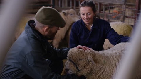 4K Vet talking to farmer & examining sheep in interior of farm building
