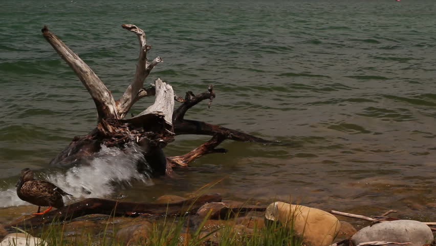 Waves splashing on driftwood and rocks at the lake shore.