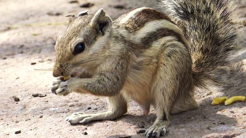 Indian squirrel has snack