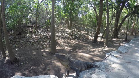 A large tropical iguana basking in the hot jungle sun on the mayan ruins in Cancun Mexico