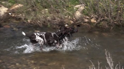 German Short-haired Pointer/Dogs in the water.