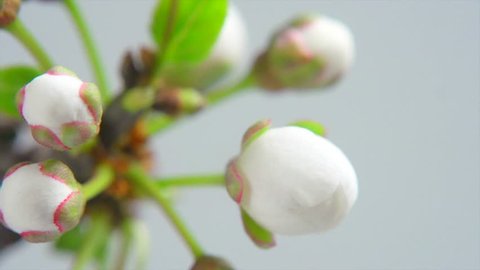 Beautiful Spring Cherry tree flowers blossom timelapse, extreme close up. Time lapse of Easter fresh white blossoming cherry closeup. 4K UHD video 3840X2160