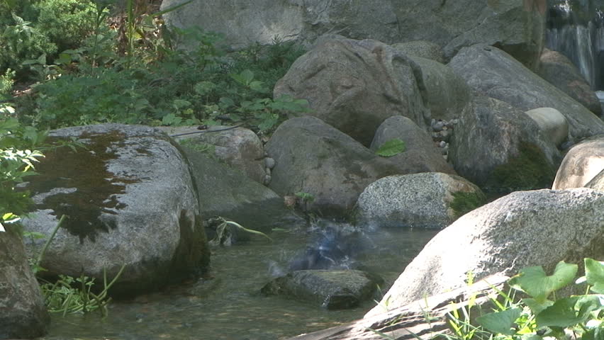 Blue jay takes a bath in a Michigan stream.