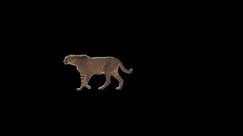 Cheetah slowly walking across the frame on black screen, real shot, isolated on alpha channel premultiplied with black and white luminance matte, perfect for digital composition, cinema, 3d mapping