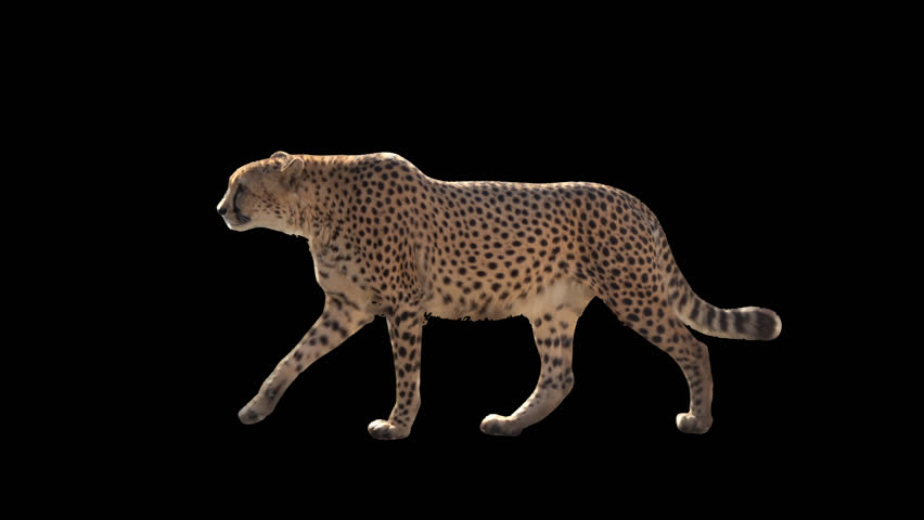 cheetah 3d screen