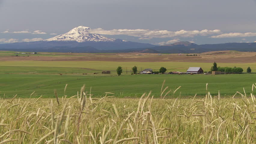 Mount Adams and wheat field in Washington, United States