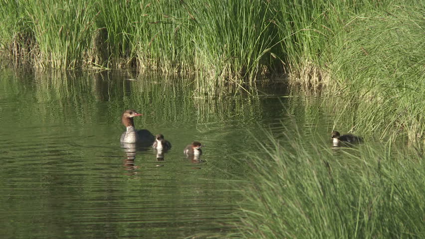 Common Merganser wild duck with ducklings swimming in a mountain lake