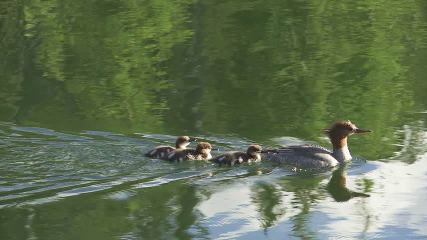 Common Merganser wild duck with ducklings swimming in a mountain lake