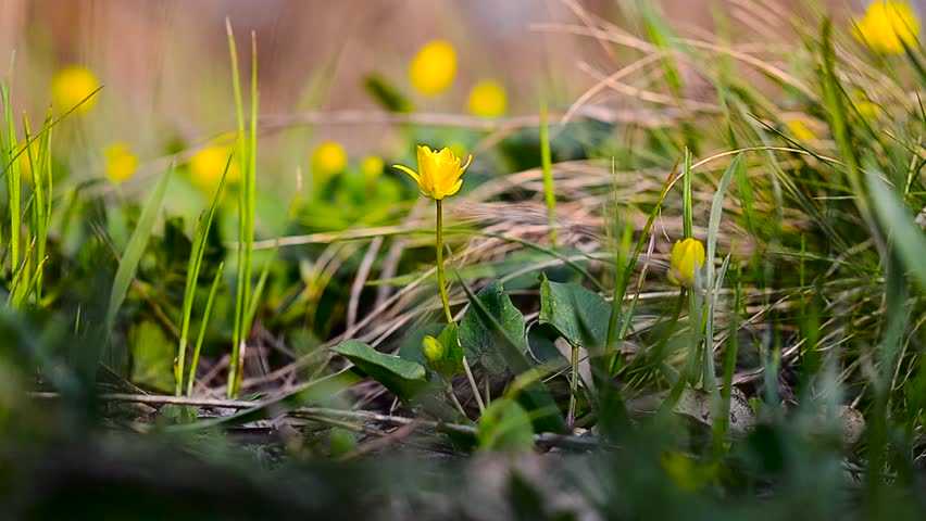beautiful yellow spring flowers sway with wind in Park, In forest blossomed yellow Ficaria verna
