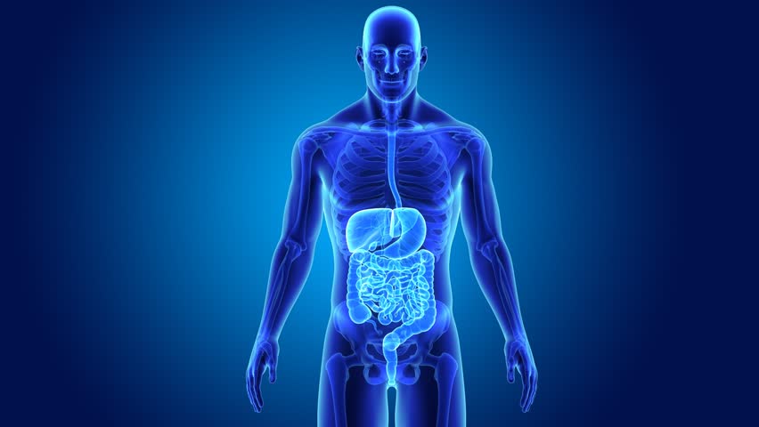 Digestive System Stock Footage Video (100% Royalty-free) 25802105