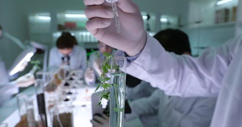 Organic Agriculture Laboratory Activity Biologists Team Work on Plants Research