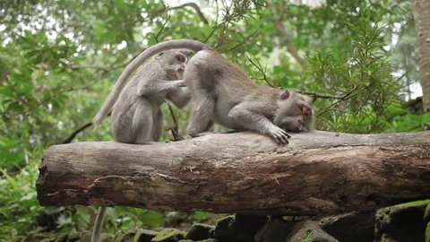 Monkeys on tree searching for insects in fur. Monkey forest in Ubud Bali Indonesia.