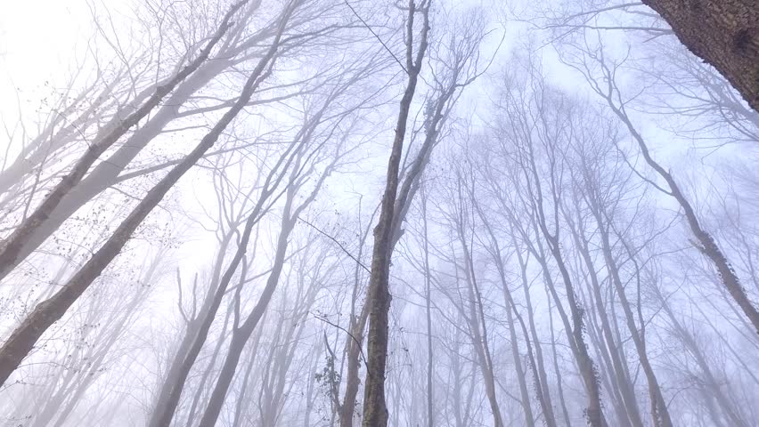 Forest tree 