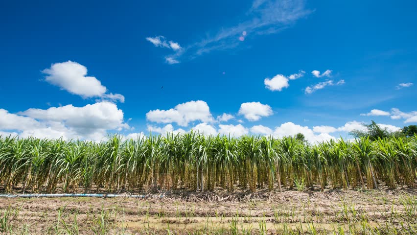 4K Time-lapse , Sugarcane field in blue sky and white rolling cloud in Thailand Royalty-Free Stock Footage #25808855