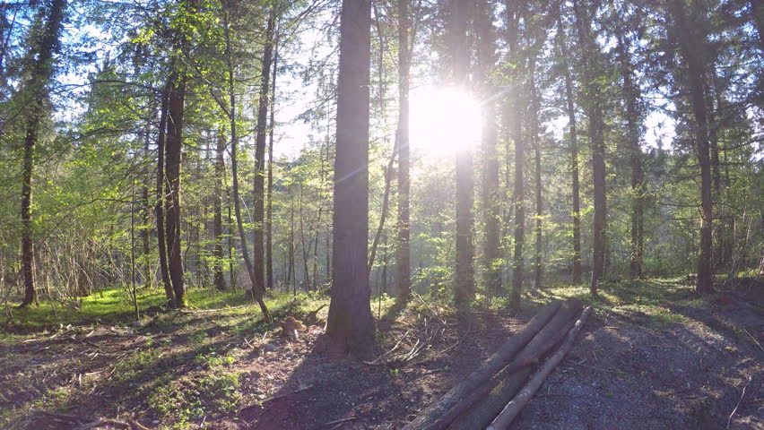 4K: Aerial shot of sun shining into a forest between the tree trunks