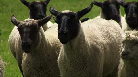 Sheep in a flock being herded in a farm