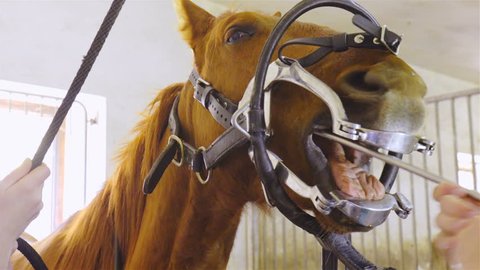 Rasping and checking horse teeth close up 4K. Horse head with mouth gag in focus while professional veterinarian rasping inside mouth making dental care of young horse.