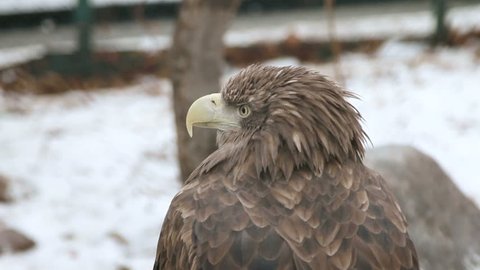 Eagle in the zoo.