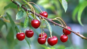 High quality video cherry tree in 4K