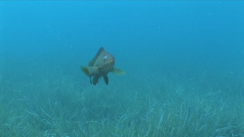 juvenile grouper fish on sea grass sea plant underwater  Epinephelus aeneus in blue water