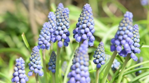 wild bee (osmia bicornis) on blue grape hyacinth flower blossom on springtime