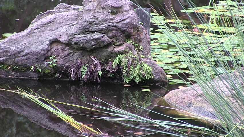 Native Australian Maidenhair fern, and moss, grow on a rock in a pond.