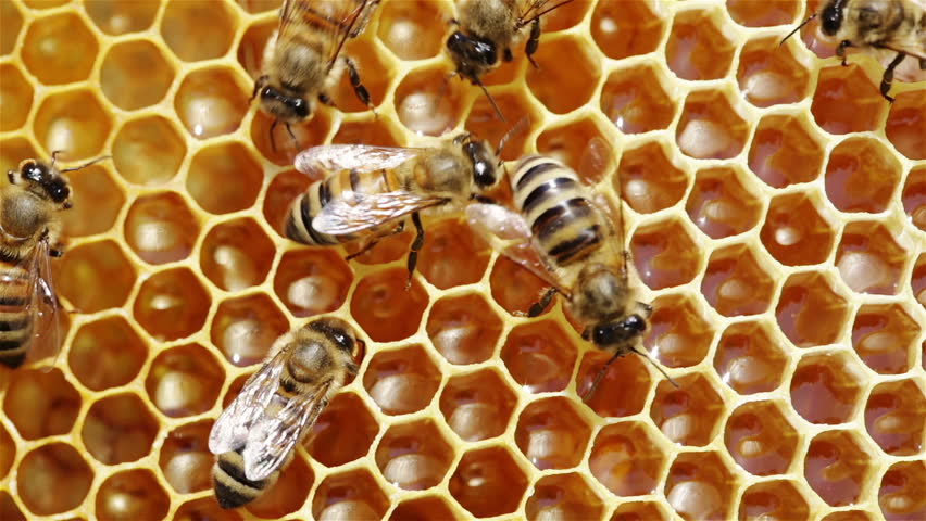 Close-up view of bees on honeycomb