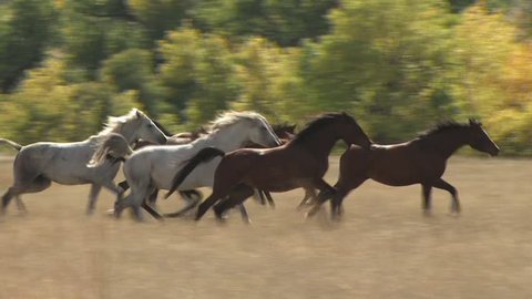A Stampede Of Horses Gallops Through A Field