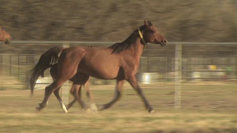 horse sense humor-horse defecating excrement Stock Footage Video (100%