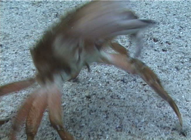Big Green crab (Carcinus maenas) runs fast over the sand. Invasive species