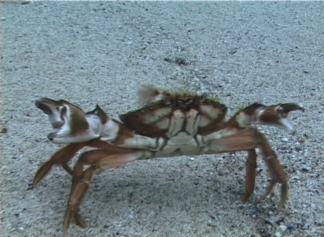 Big Green crab (Carcinus maenas) runs fast over the sand. Invasive species