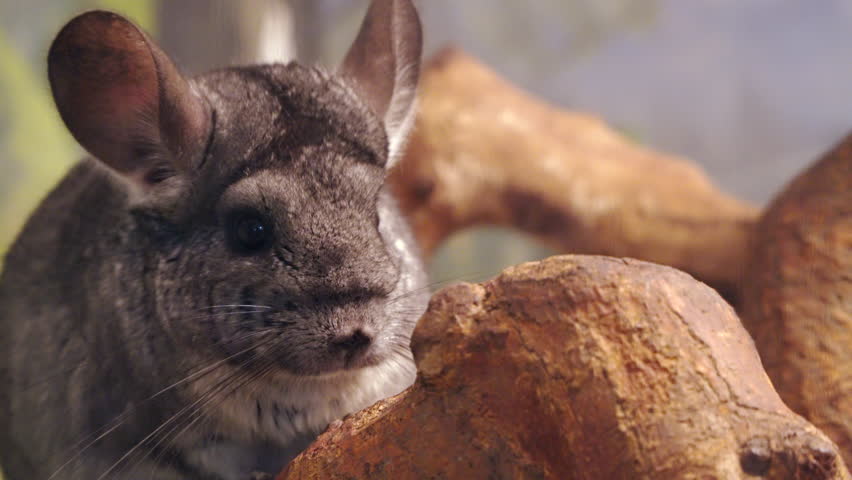 Chinchilla is sitting on a tree branch. Close-up