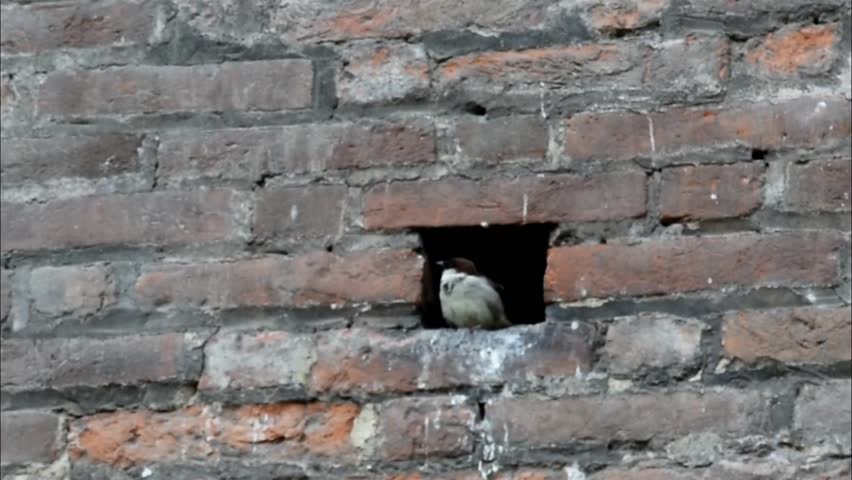 Sparrow nest on brick wall