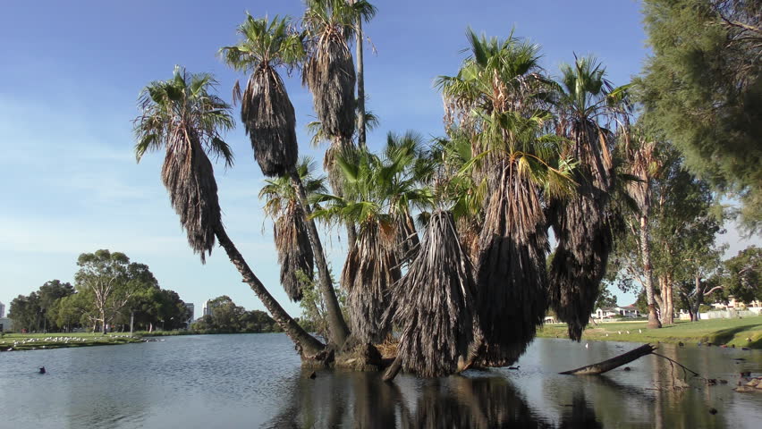 Peaceful lake at shores of Swan River in South Perth, Western Australia, with palm trees, ducks and swans on the water, summer sunny blue sky.
