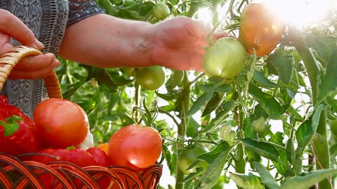 Farmer Hand Picking Ripe Tomato in Vegetable Garden