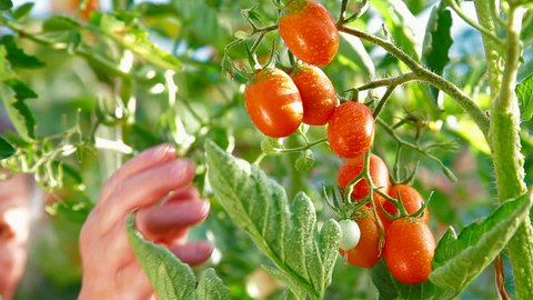 Female Gardener Picking Ripe Plum Tomato in Vegetable Garden – Video có sẵn