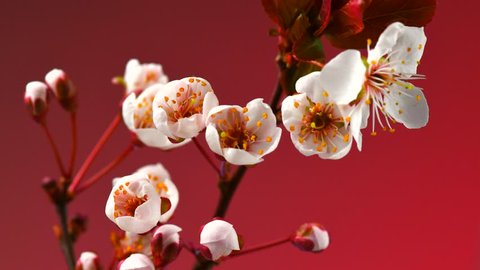 Beautiful Spring Cherry tree flowers blossom timelapse, close up. Time lapse of Easter fresh white blossoming Japanese cherry on red background closeup. 4K UHD video 3840X2160